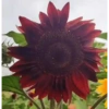 Girasoles 🧸🇲🇽 26