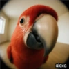 Animal Fish Eye 🐼🐶🐱 7