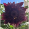 Girasoles 🧸🇲🇽 24