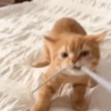 Cats 🧸🇲🇽 14