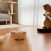Animales 5 8