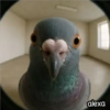 Animal Fish Eye 🐼🐶🐱 24