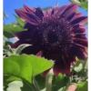 Girasoles 🧸🇲🇽 27