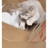 😼 Katzen und Kartons 📦 19