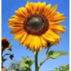 Girasoles 🧸🇲🇽 10
