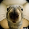 Animal Fish Eye 🐼🐶🐱 19