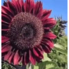 Girasoles 🧸🇲🇽 14