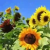 Girasoles 🧸🇲🇽 15