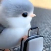 Animales 5 24