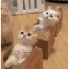 😼 Katzen und Kartons 📦 26