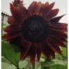 Girasoles 🧸🇲🇽 22