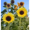 Girasoles 🧸🇲🇽 11