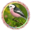 PAJAROS 🦜🦉 15