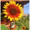 Girasoles 🧸🇲🇽 19
