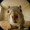 Animal Fish Eye 🐼🐶🐱 6