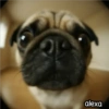 Animal Fish Eye 🐼🐶🐱 30