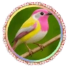 PAJAROS 🦜🦉 12