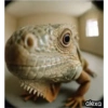 Animal Fish Eye 🐼🐶🐱 12