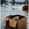 😼 Katzen und Kartons 📦 22
