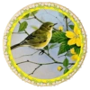 PAJAROS 🦜🦉 19
