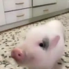 Animales 5 28