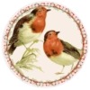 PAJAROS 🦜🦉 17