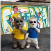 Вирални плешући мачићи 27