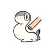 Sharkito mov 19