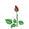 FLORES 🌹🌻💐 29