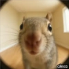 Animal Fish Eye 🐼🐶🐱 28