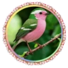 PAJAROS 🦜🦉 22