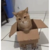😼 Katzen und Kartons 📦 27