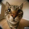 Animal Fish Eye 🐼🐶🐱 21