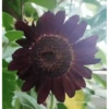 Girasoles 🧸🇲🇽 18