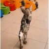 Вирални плешући мачићи 12