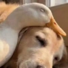 Animales 5 11