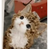 Cats 🧸🇲🇽 7
