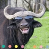 Animales Cool💞1🇵🇪Movi 22