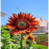 Girasoles 🧸🇲🇽 29