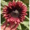 Girasoles 🧸🇲🇽 12
