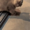 Cats 🧸🇲🇽 8