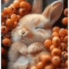 Bunny 🧸🇲🇽 30