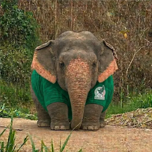 Elefante Chubby 🐘 1 6