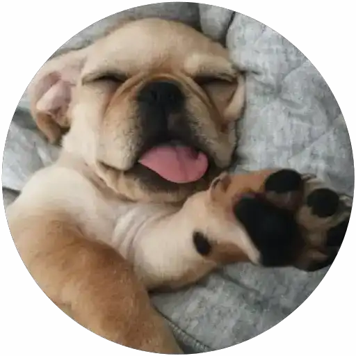 Lindos perritos🦴💞1🇵🇪Clásica 11