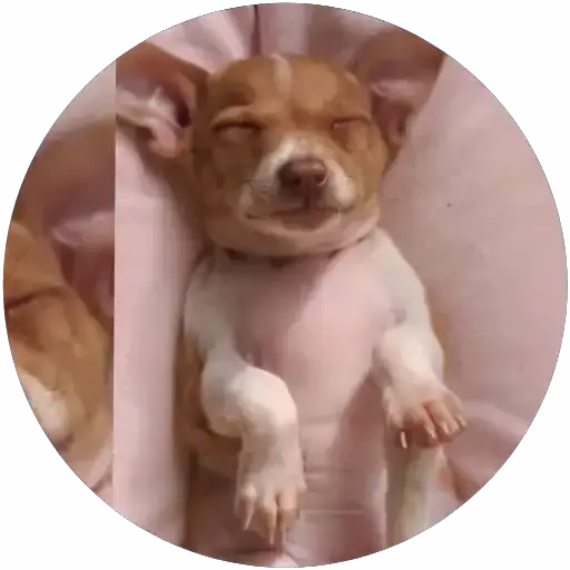 Lindos perritos🦴💞1🇵🇪Clásica 15