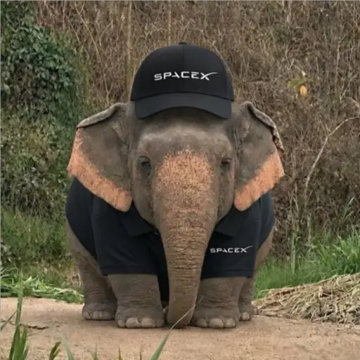 Elefante Chubby 🐘 1 2