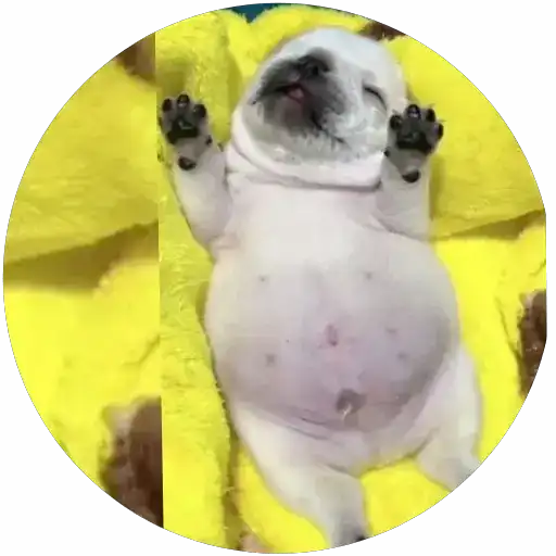 Lindos perritos🦴💞1🇵🇪Clásica 30