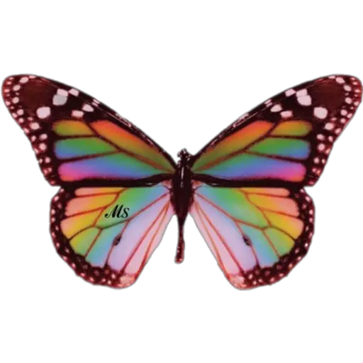 Butterfly🦋❥☯︎ͫ1🇲🇽Clásica 3