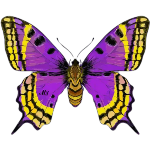 Butterfly🦋❥☯︎ͫ1🇲🇽Clásica 1