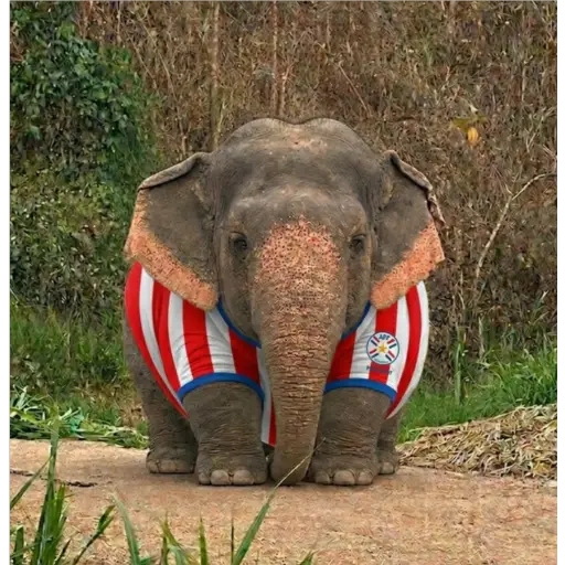 Elefante Chubby 🐘 1 4